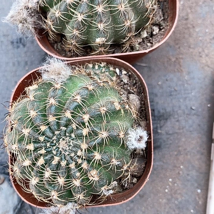 2个奶昔丽花3567778