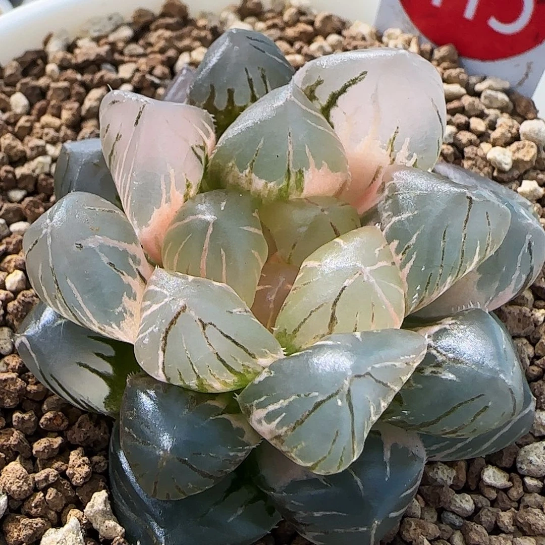 415号OM玉露锦4.8左右一物一拍带盆土