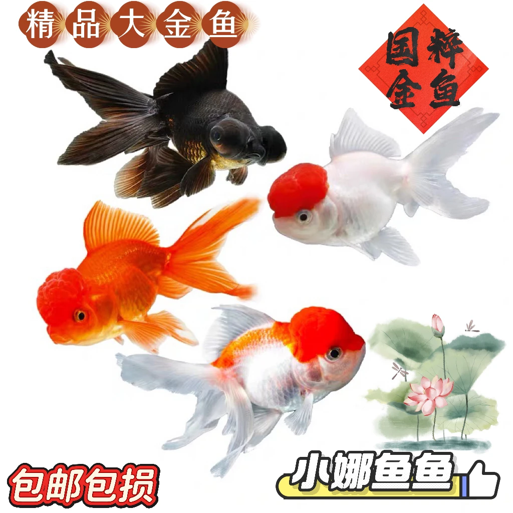 【宠粉福利】精品金鱼 9只 新手推荐 好养耐活 冷水鱼 可混养