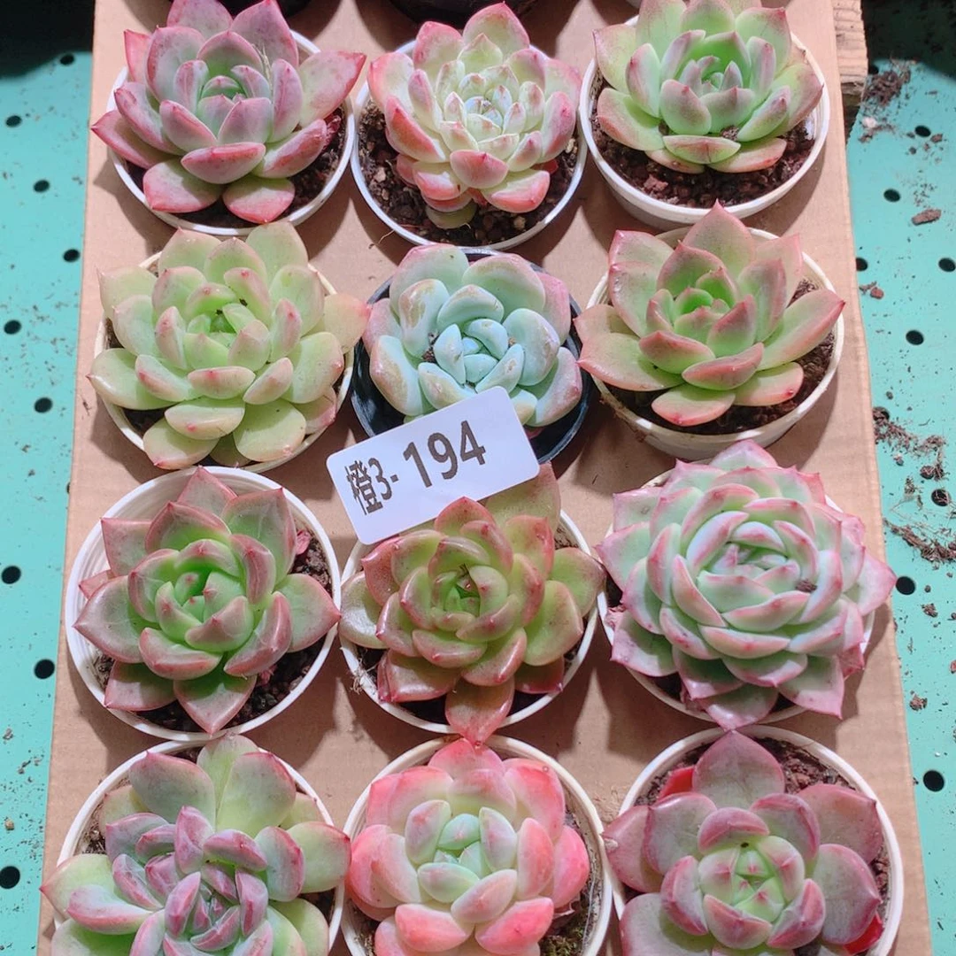 3-195一物一拍多肉带盆18颗