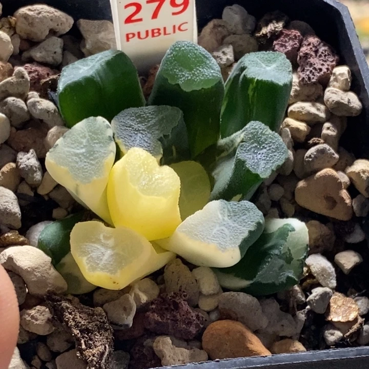 279号大吉万象锦带盆