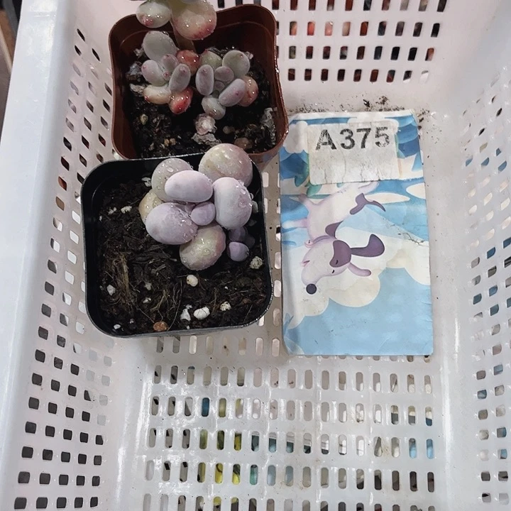 梦375密密麻麻密密麻麻