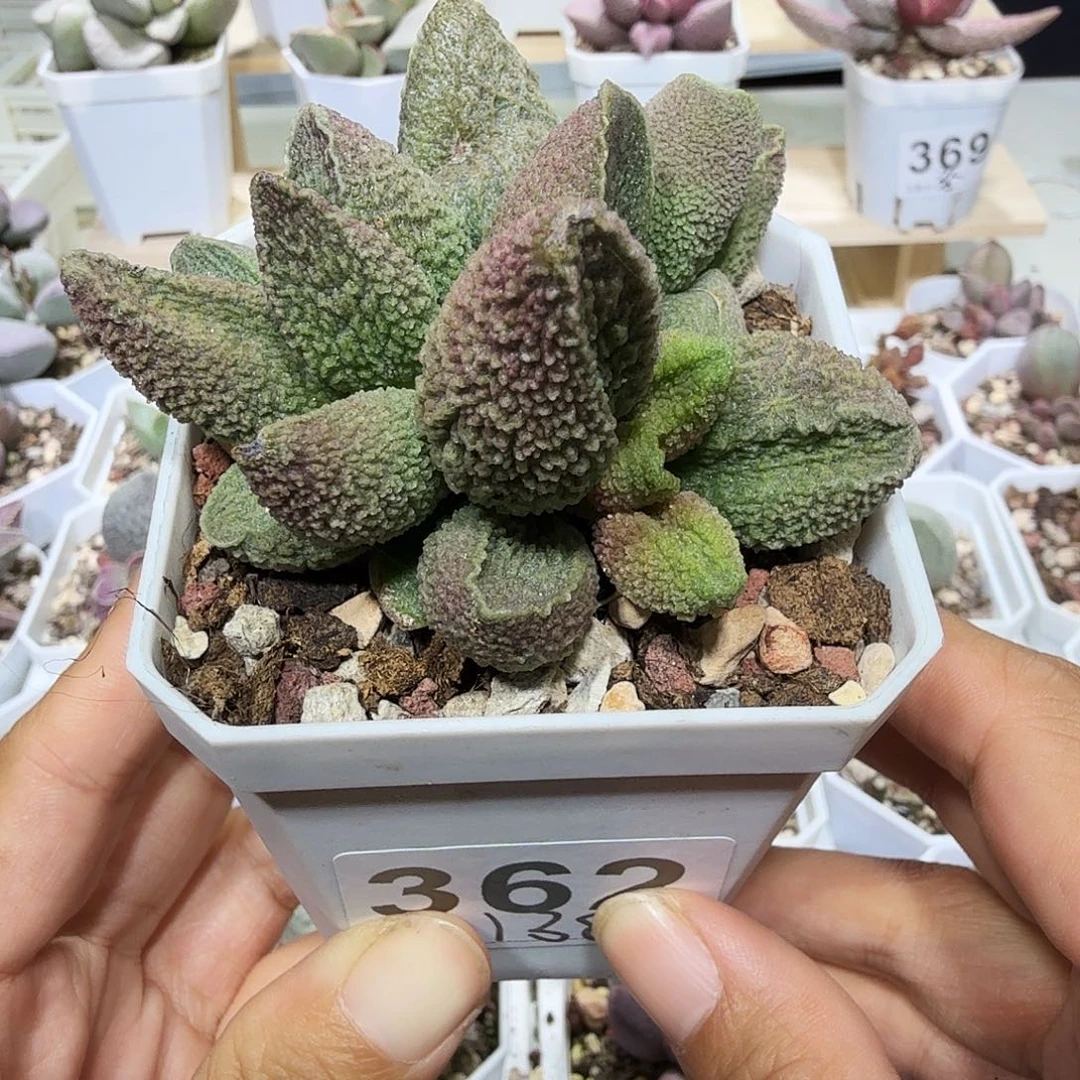胖五水泡多肉植物