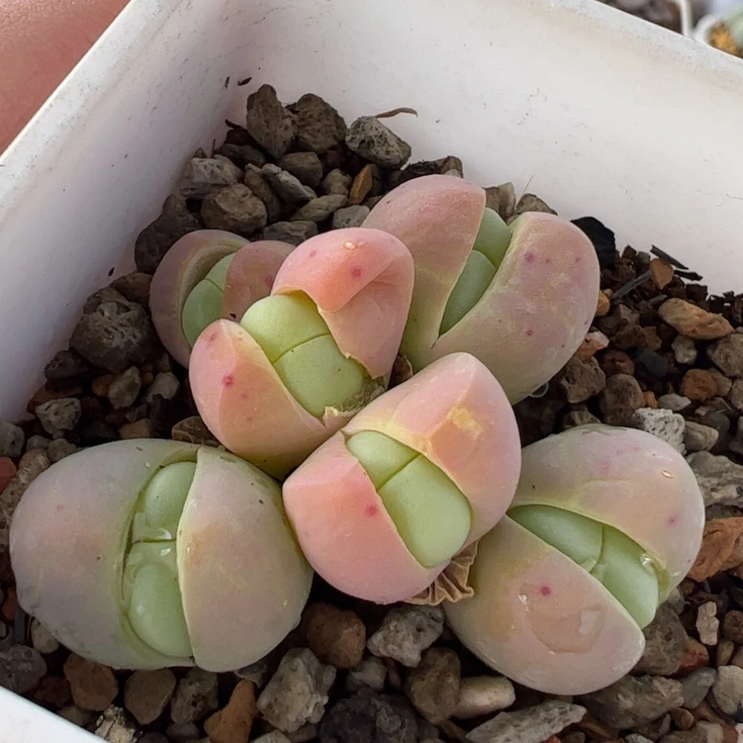 531多肉植物组合