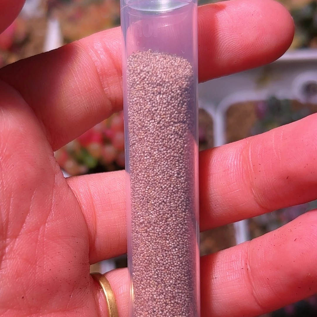 楚**石30粒五十铃玉锦种子