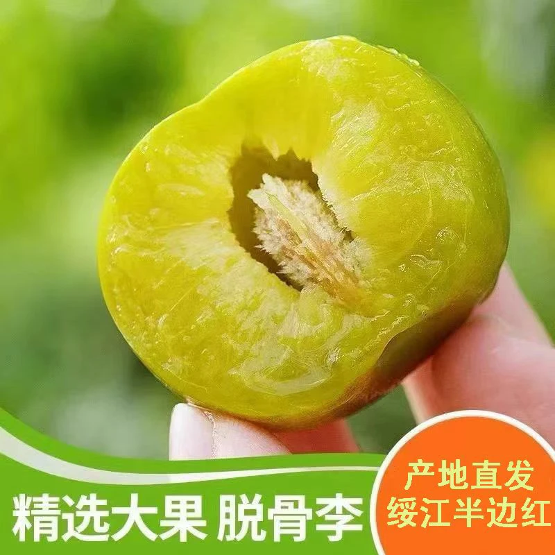 正宗云南昭通绥江半边红脱骨李子当季新鲜水果现摘现发脆甜多汁