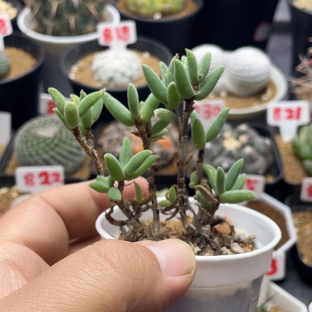 实生老桩紫花玉米 脱土包邮
