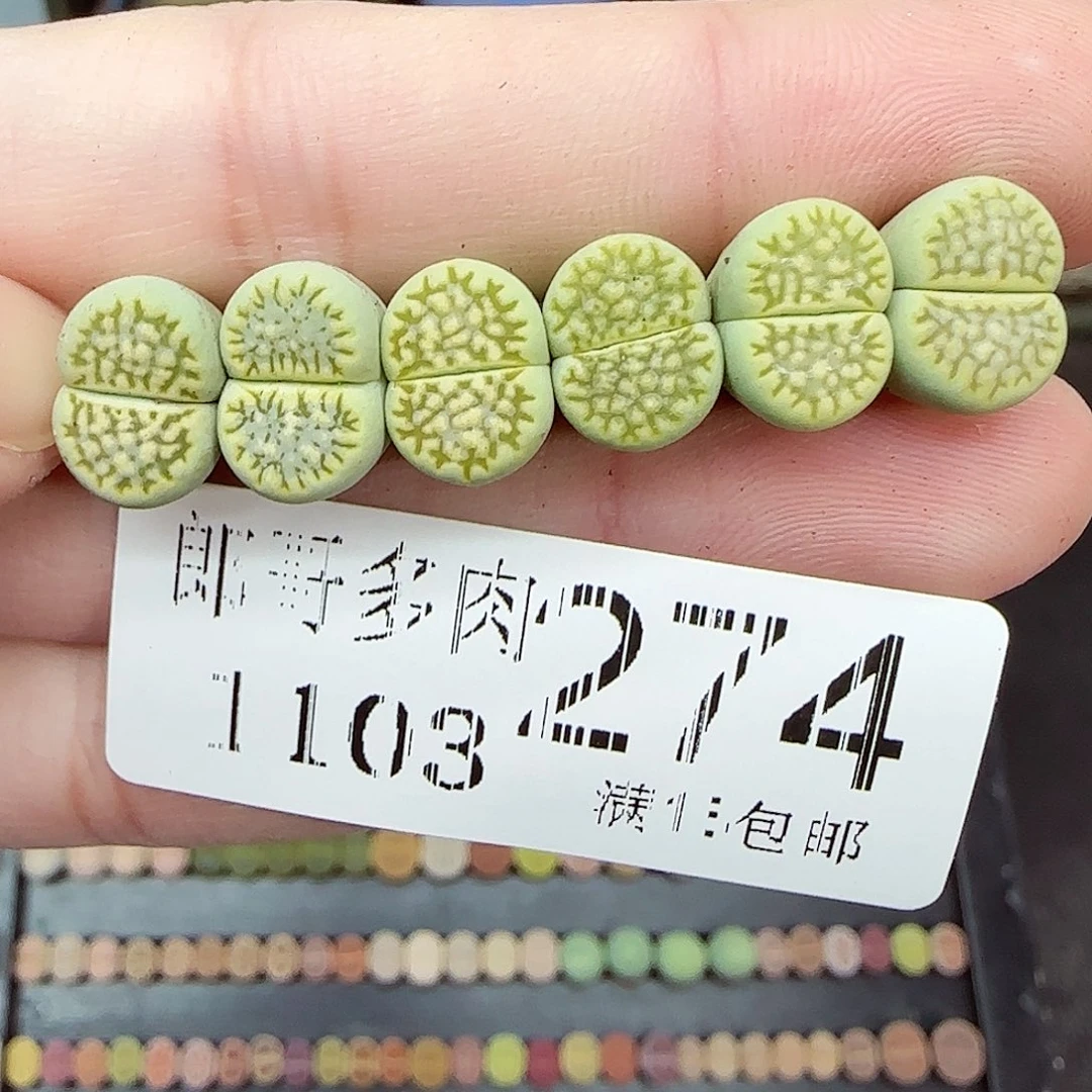 满满18包邮1103-274