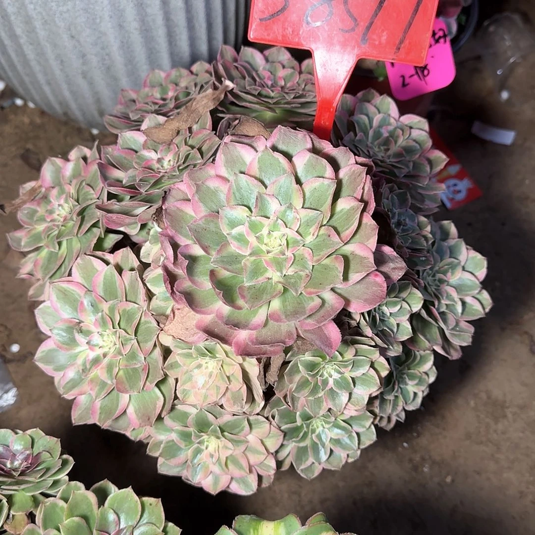 山***风3-8597云荷多肉法师