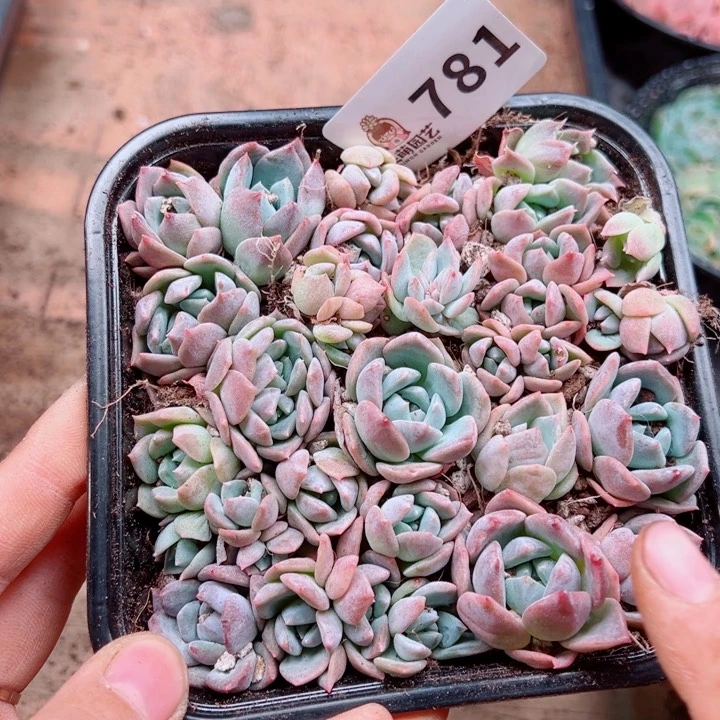 多肉植物多肉植物