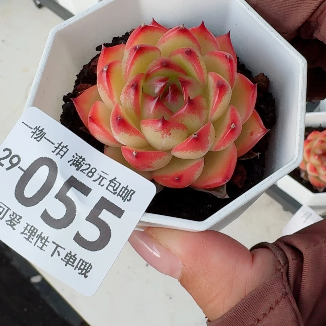 月亮石无盆土发货无盆土发货无，