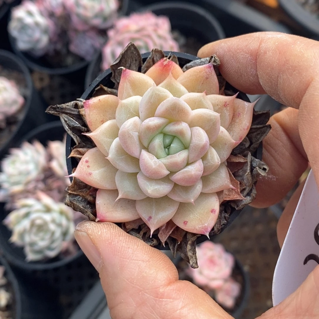 精品多肉一物一拍不包整298