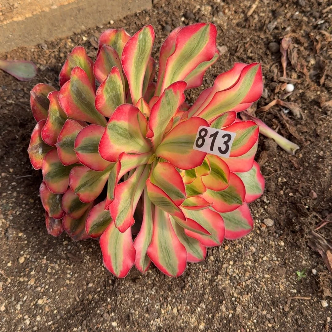 813多肉植物爱丽丝