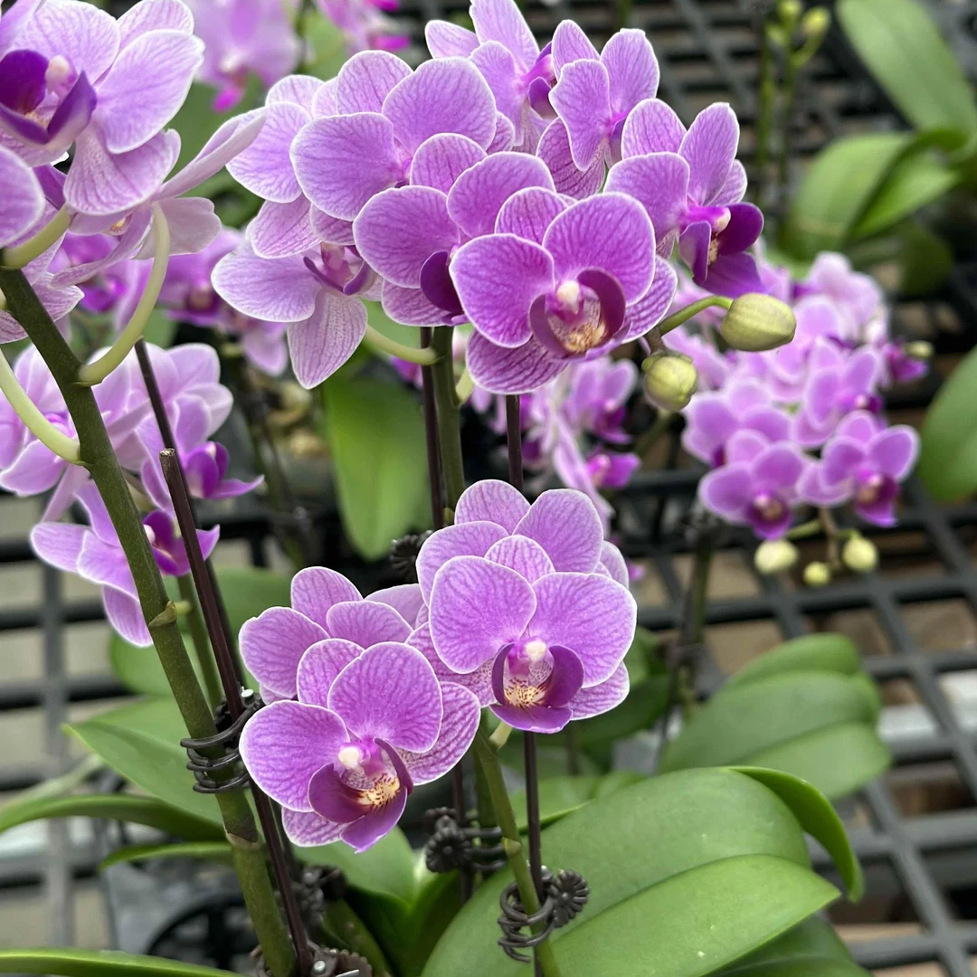 【欧洲小蓝587】植成一派蝴蝶兰基地组盆易养活