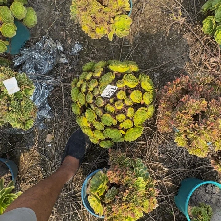 拉丝花29-6包邮花花