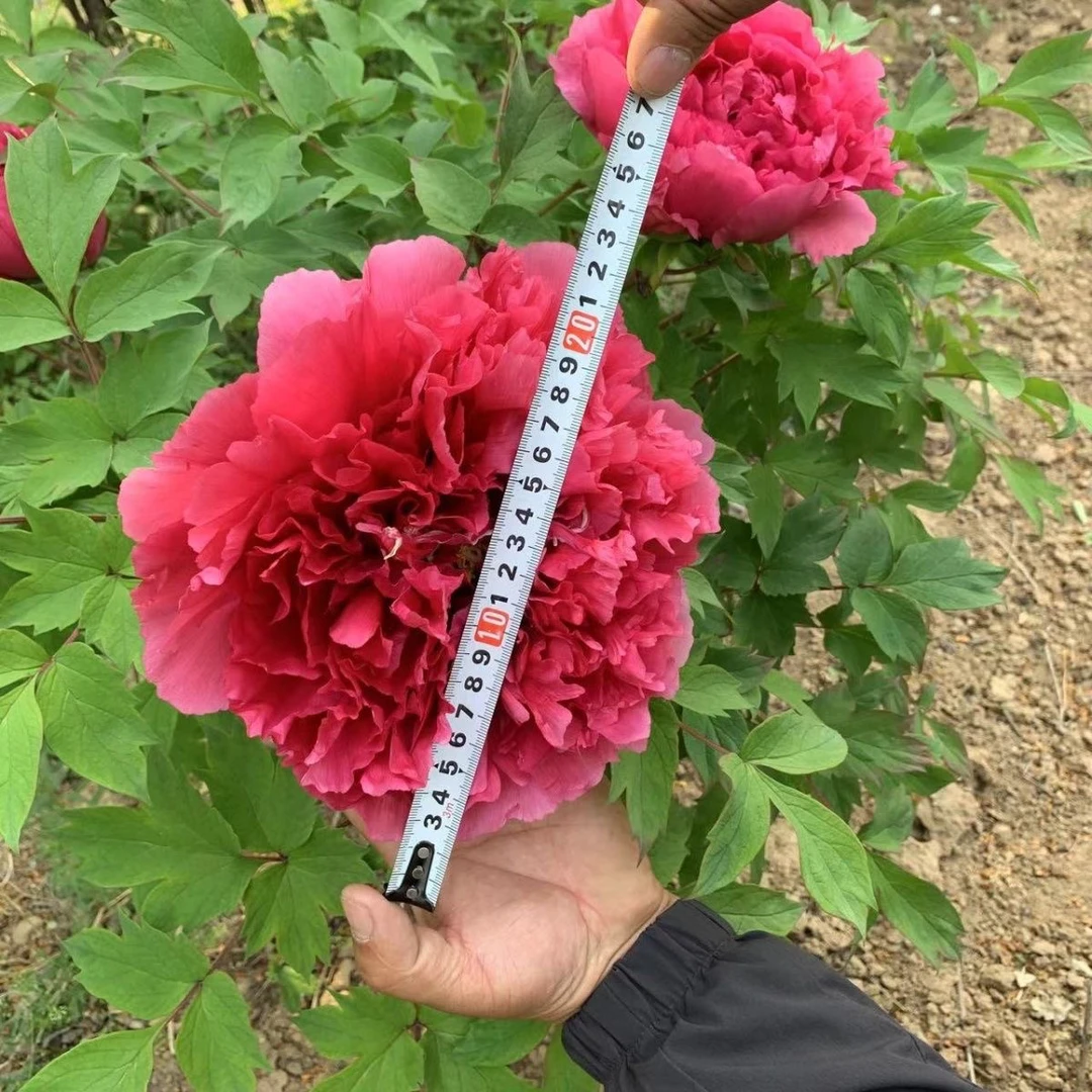 【花王】阳红色秋季裸根发苗