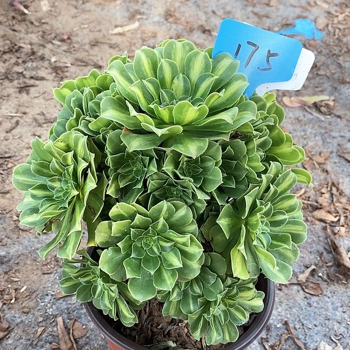 175 一颗翡翠流利法师多肉
