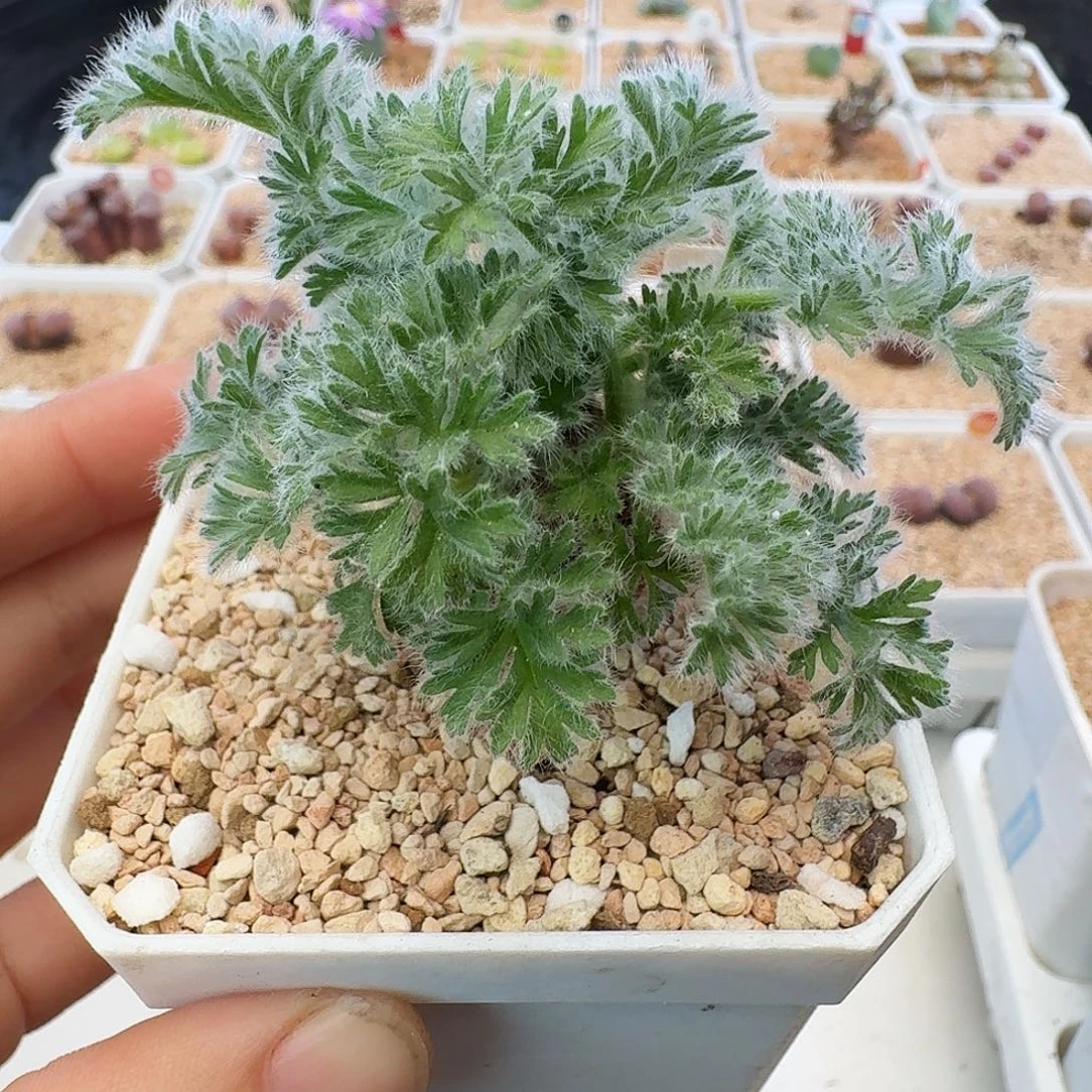 多肉植物福利清盒羽叶洋葵282