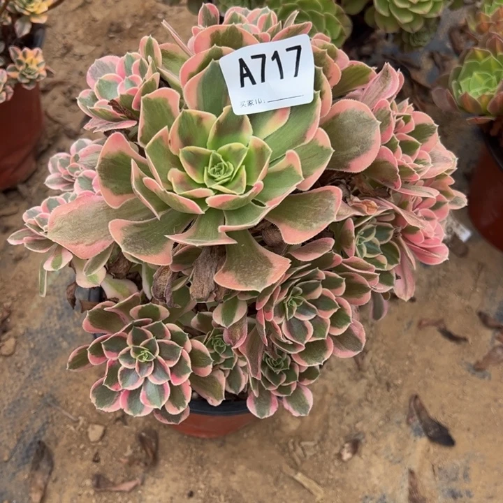 粉女郎多肉植物717.
