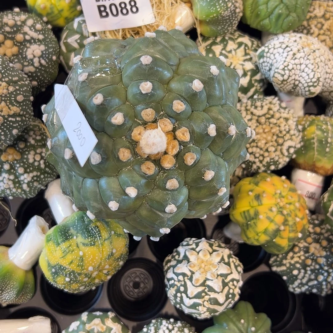 月***夜B088号兜9.26仙人球