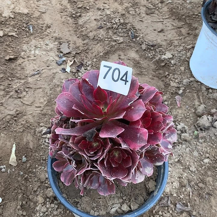 无花朵704美杜莎杆子有干巴