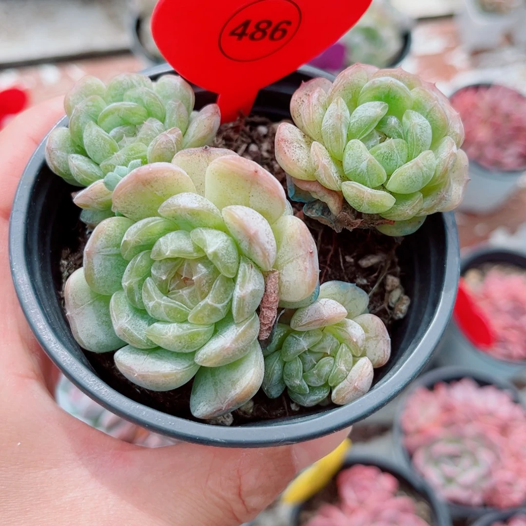风靡园艺小老桩白恋群