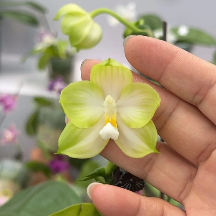 完全开放4.5寸杯青柠 三花剑 清新色系