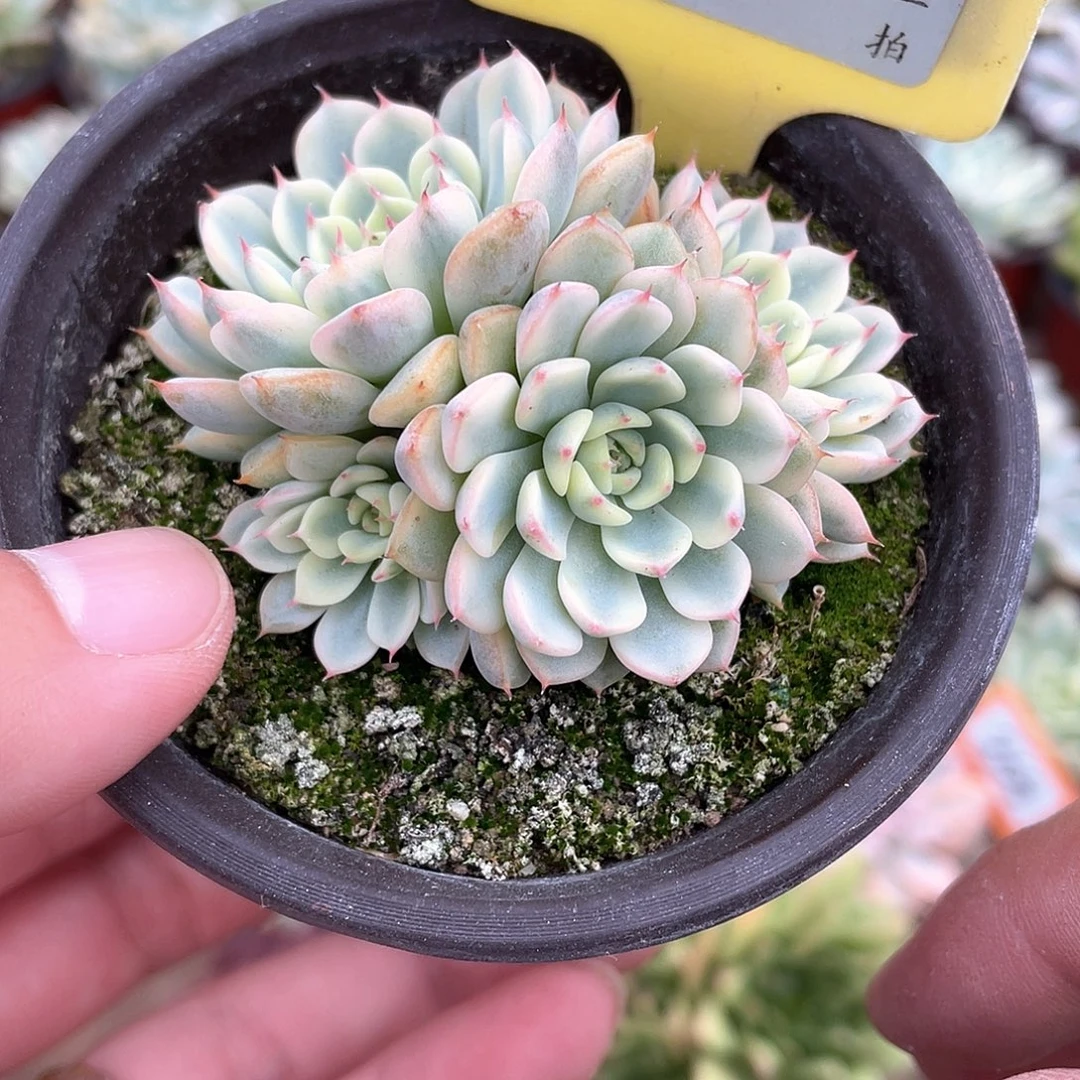 949号多肉植物盆栽