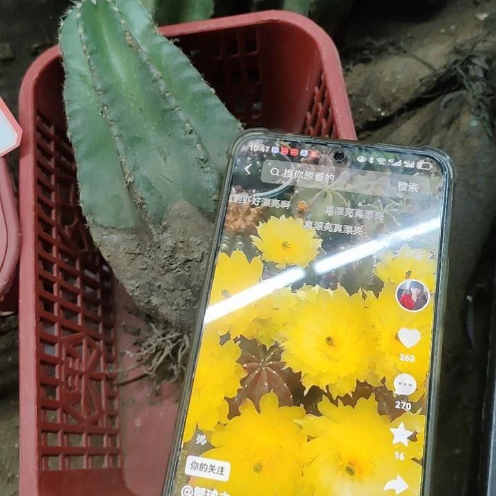 仙人球微刺虾带根