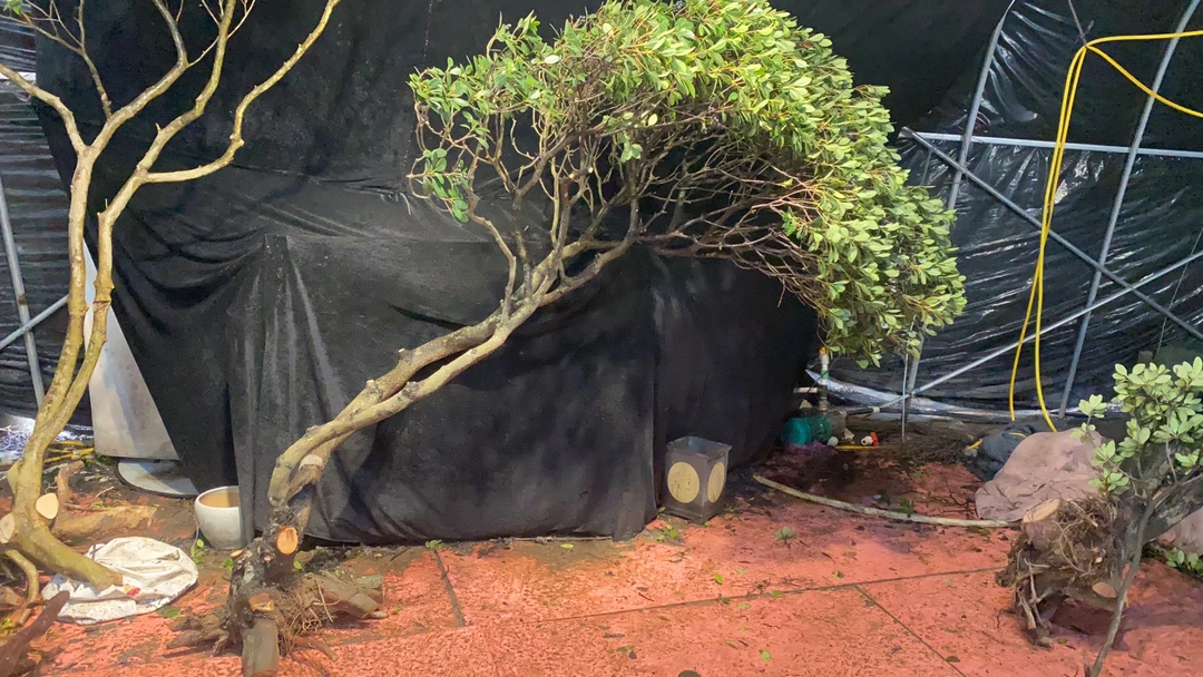 栀子花直播间一物一拍生桩不包活小断枝难免打包