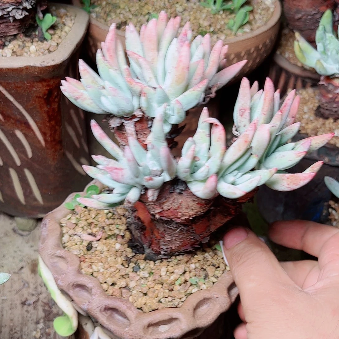 3582仙女杯多肉两颗