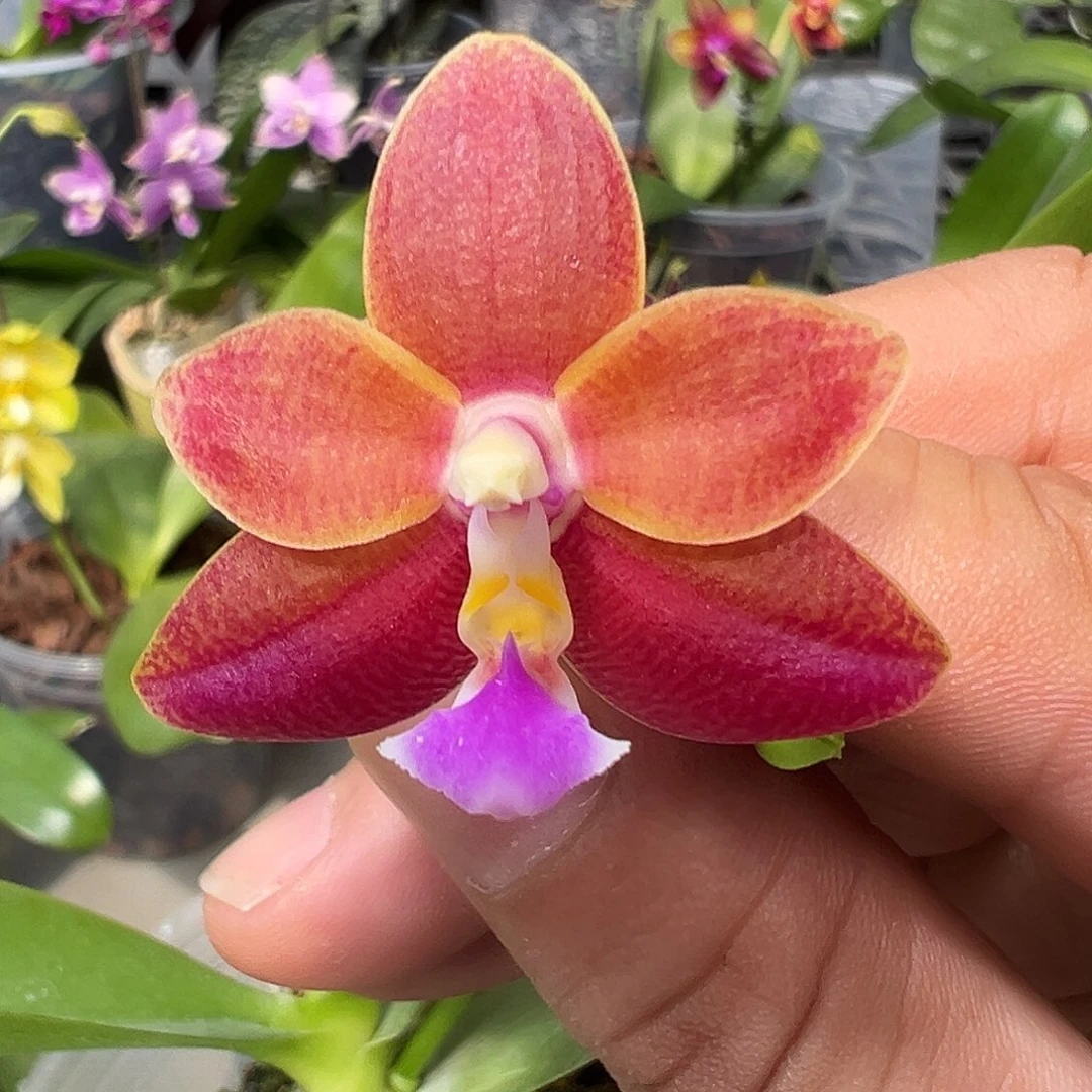 当前无花栽培后可以开花