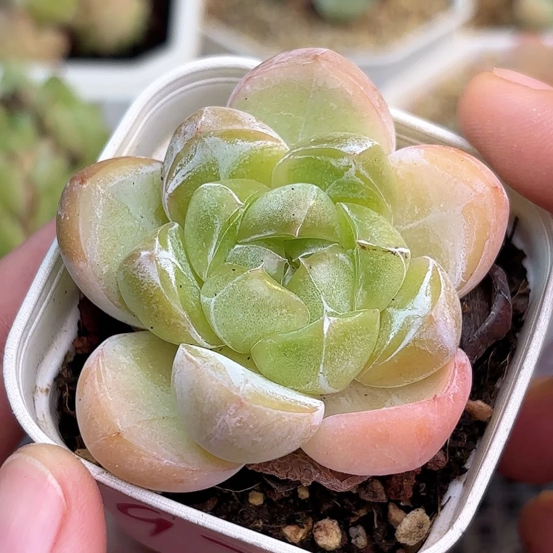 ?**Y97 脱土发 凑满12.8发货 新疆西藏内蒙不发货