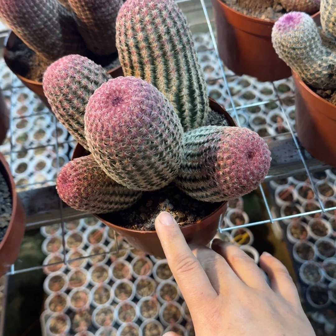 *****啊可口可乐可口可乐