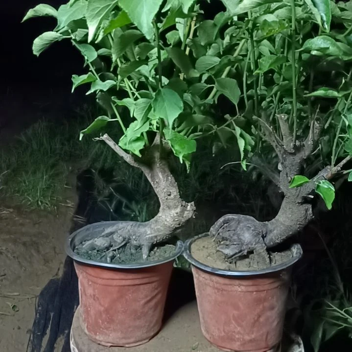 糖***豆完全开放梅花盆景原色发货