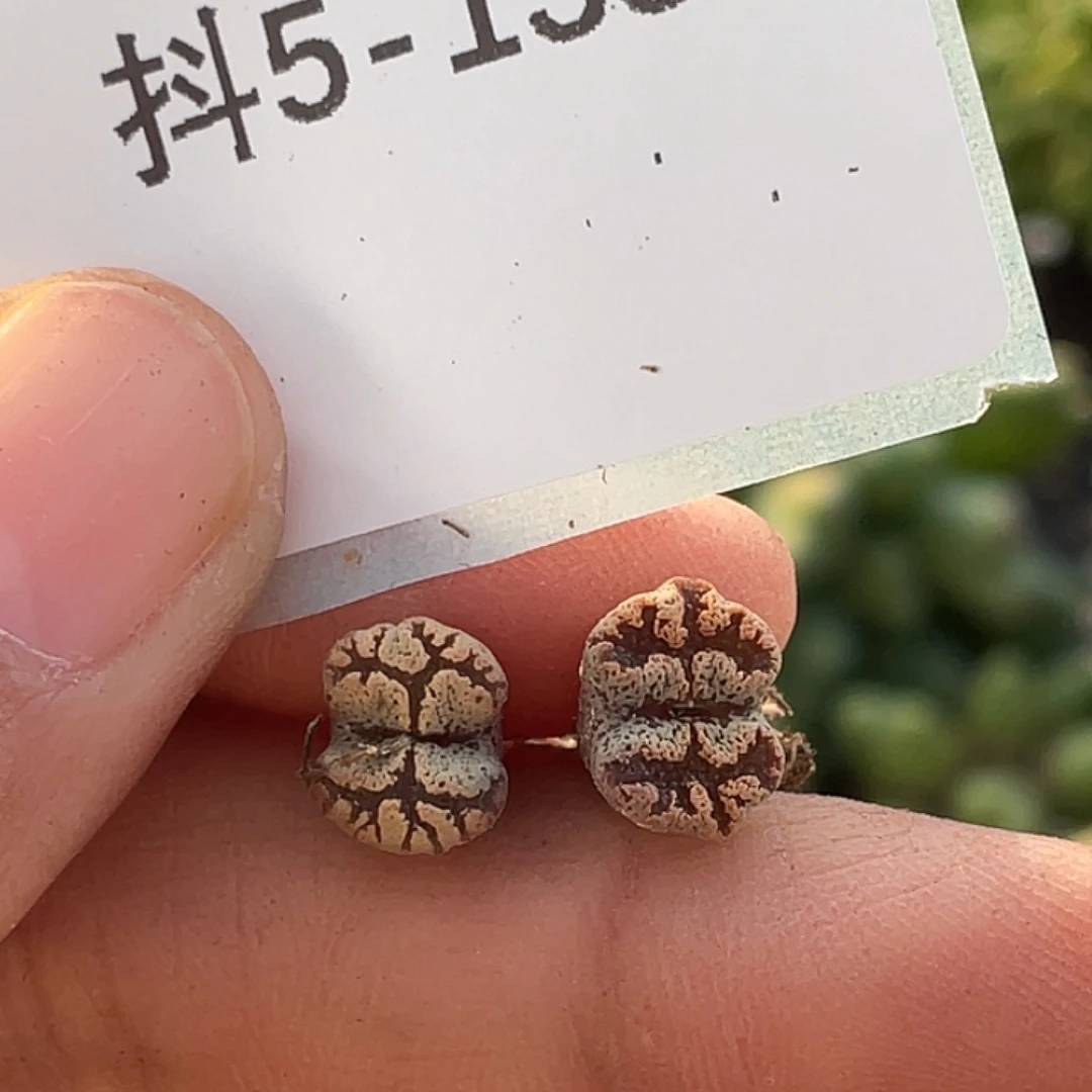 5-138超碟多肉植物