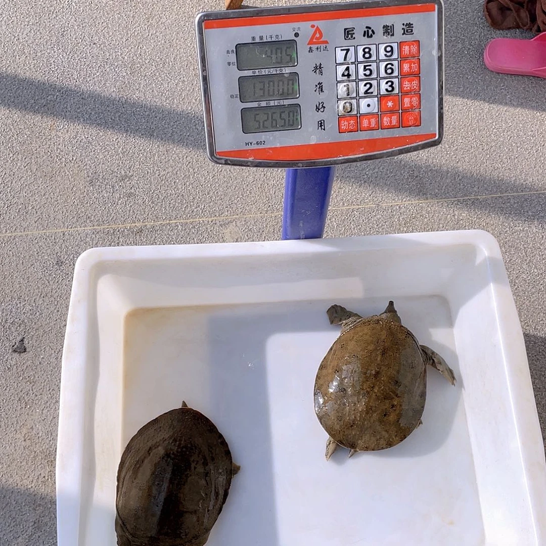 中国大陆46736745846755784