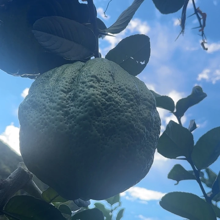 青***牛血橙云南高山精品大香橼