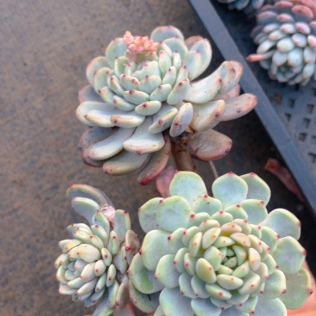 【闪购商品】雪爪15293