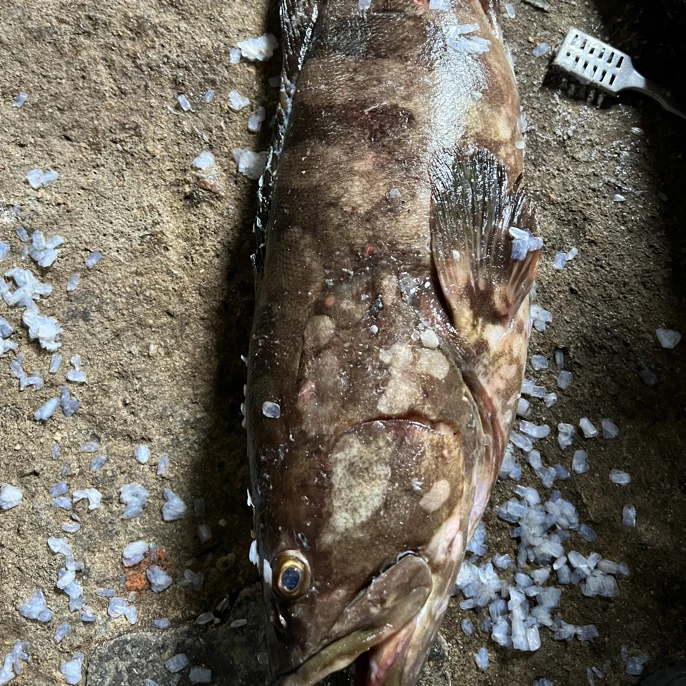 顺丰直达 深海海捕石斑鱼去鳞去腮去内脏清蒸红烧海鱼