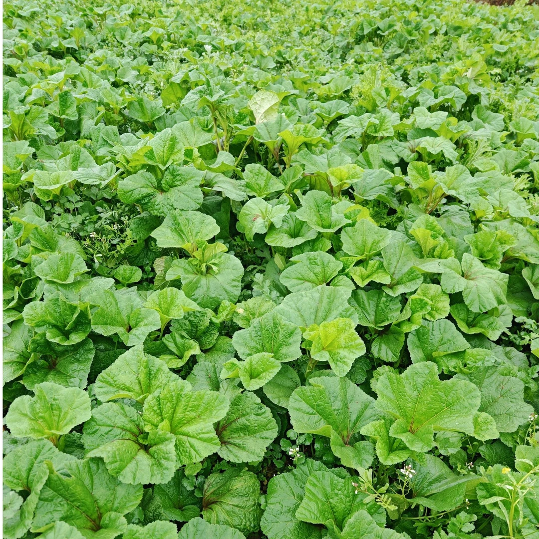 农家冬寒菜新鲜现摘