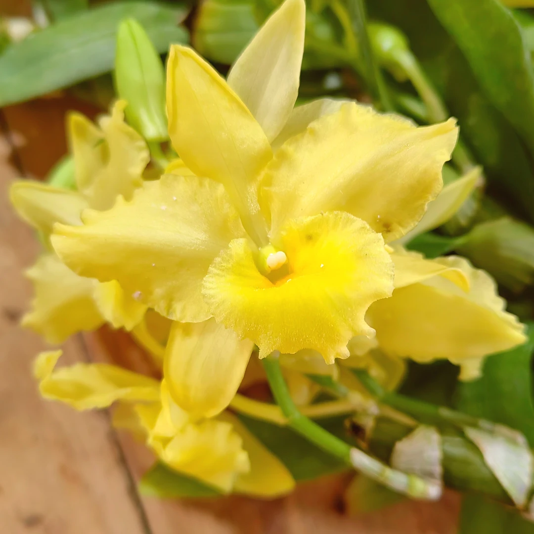 夏日糖果｜春石斛 花瓣糖果颜色有香味花卉绿植石斛盆栽