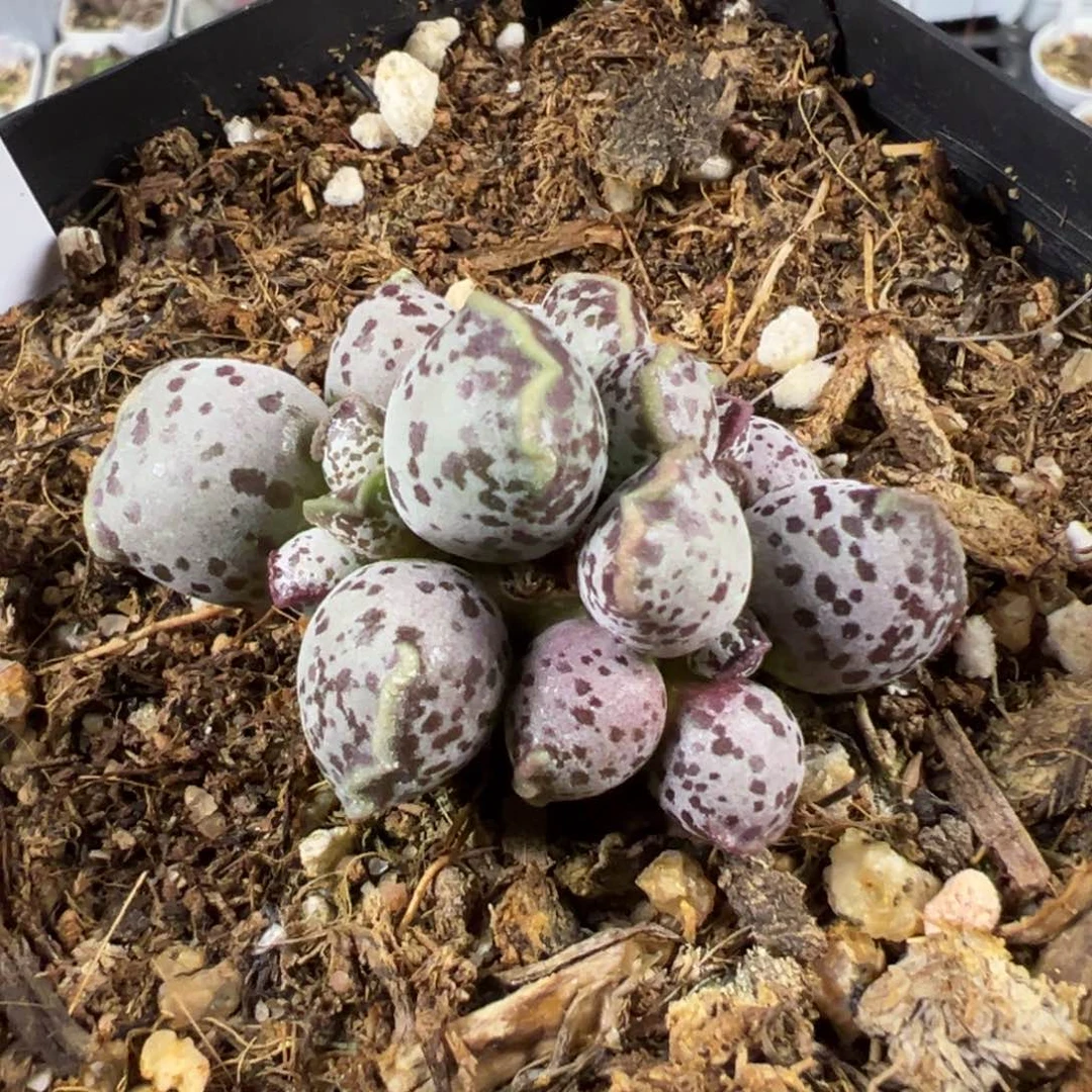 达摩海豹多肉植物水泡