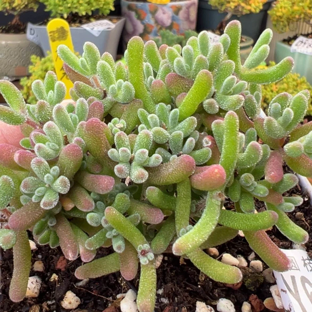 【闪购商品】dy6469荔枝糯米糍冠幅7cm