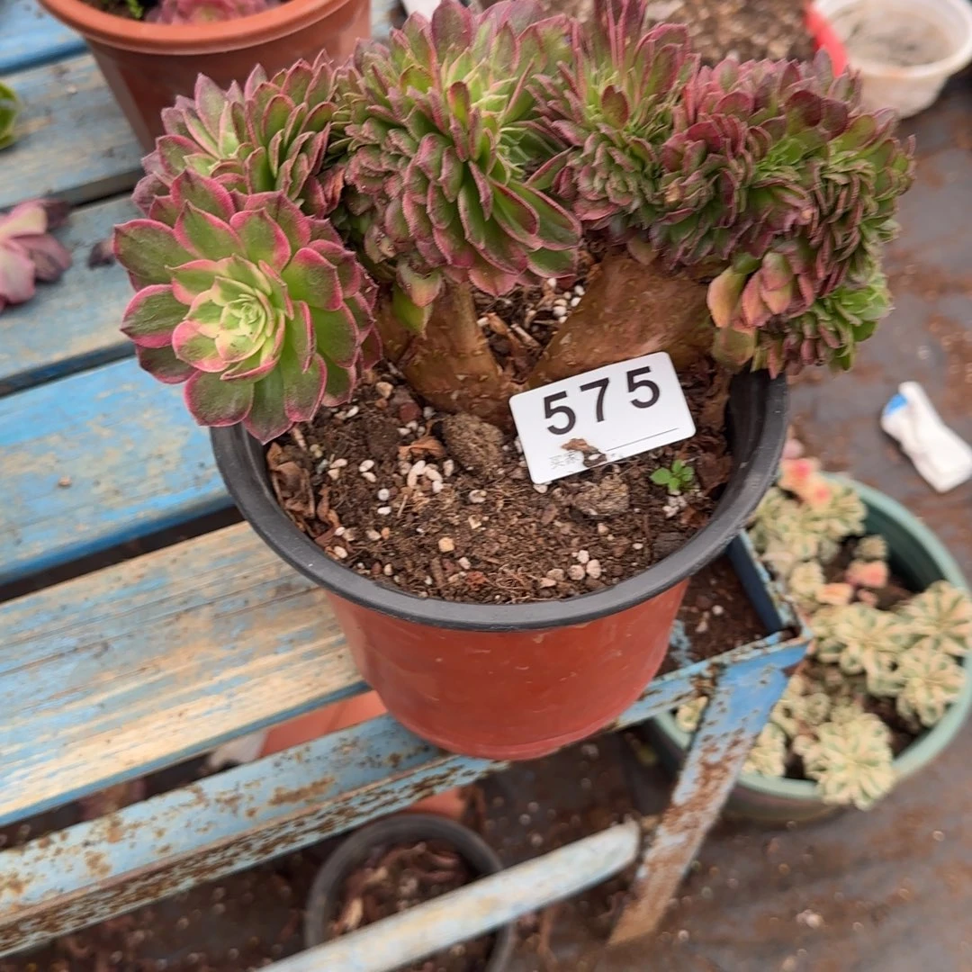 全***肉缀化多肉植物0575