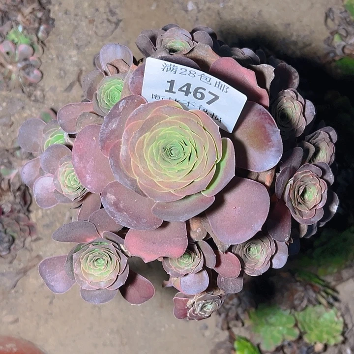 1467魅金玫瑰多肉植物
