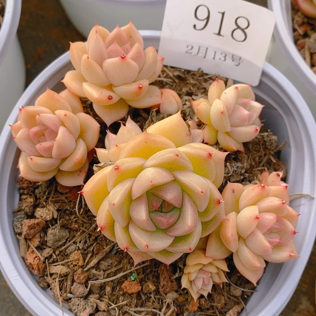 【闪购商品】云918