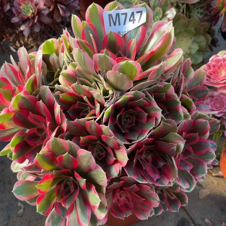 瑞妈，。。。。747。邀月，