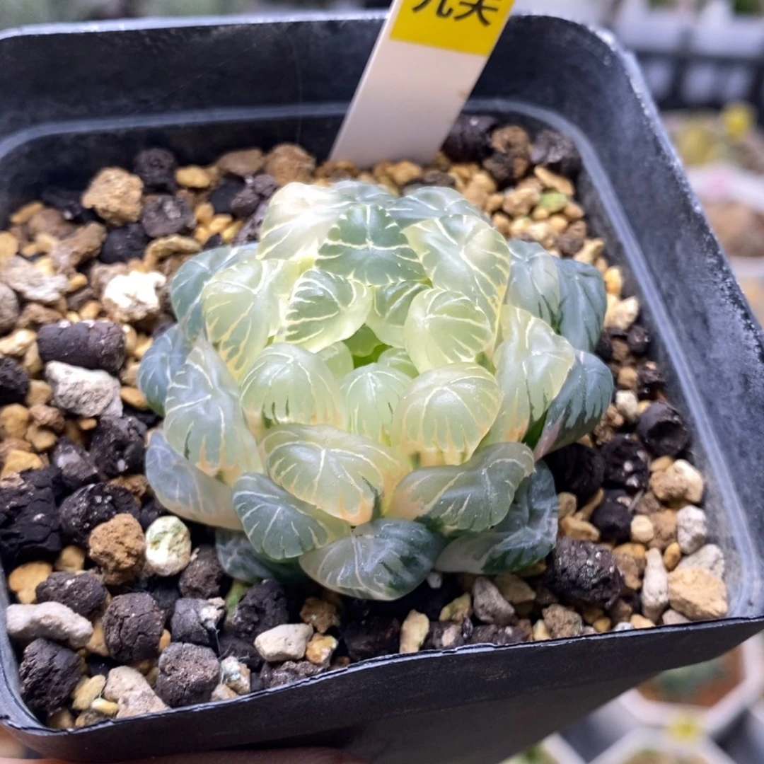 491号实生糊斑湖水玉露