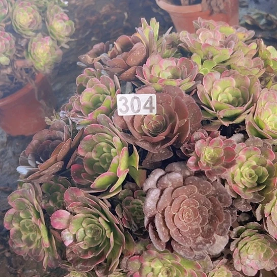 云***姐多肉植物一个长娥